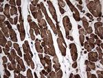 TNNC1 Antibody in Immunohistochemistry (Paraffin) (IHC (P))