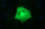 TOLLIP Antibody in Immunocytochemistry (ICC/IF)