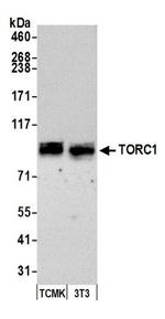 TORC1 Antibody in Western Blot (WB)