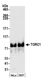 TORC1 Antibody in Western Blot (WB)