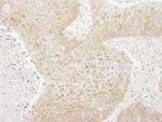 TORC1 Antibody in Immunohistochemistry (IHC)