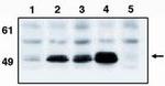 p53 Antibody in Western Blot (WB)