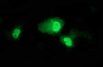 TP73 Antibody in Immunocytochemistry (ICC/IF)