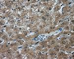 TPMT Antibody in Immunohistochemistry (Paraffin) (IHC (P))