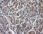 TPMT Antibody in Immunohistochemistry (Paraffin) (IHC (P))