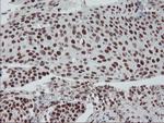 TPRKB Antibody in Immunohistochemistry (Paraffin) (IHC (P))