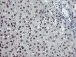 TPRKB Antibody in Immunohistochemistry (Paraffin) (IHC (P))