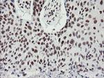 TPRKB Antibody in Immunohistochemistry (Paraffin) (IHC (P))