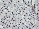 TPRKB Antibody in Immunohistochemistry (Paraffin) (IHC (P))