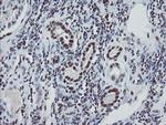 TPRKB Antibody in Immunohistochemistry (Paraffin) (IHC (P))