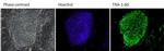 TRA-1-60 Antibody in Immunocytochemistry (ICC/IF)