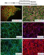 TRA-1-81 (Podocalyxin) Antibody in Immunocytochemistry (ICC/IF)