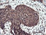 TRAIP Antibody in Immunohistochemistry (Paraffin) (IHC (P))