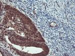 TRAIP Antibody in Immunohistochemistry (Paraffin) (IHC (P))