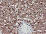 TRAIP Antibody in Immunohistochemistry (Paraffin) (IHC (P))