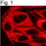 TRAP1 Antibody in Immunocytochemistry (ICC/IF)