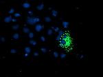 TRAP1 Antibody in Immunocytochemistry (ICC/IF)