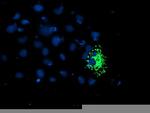 TRAP1 Antibody in Immunocytochemistry (ICC/IF)