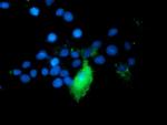 TRAP1 Antibody in Immunocytochemistry (ICC/IF)