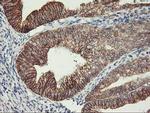 TRAP1 Antibody in Immunohistochemistry (Paraffin) (IHC (P))