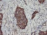 TRAP1 Antibody in Immunohistochemistry (Paraffin) (IHC (P))