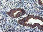 TRAP1 Antibody in Immunohistochemistry (Paraffin) (IHC (P))