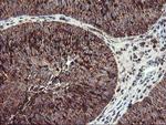 TRAP1 Antibody in Immunohistochemistry (Paraffin) (IHC (P))