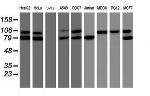 TRAP1 Antibody in Western Blot (WB)