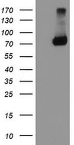 TRAP1 Antibody in Western Blot (WB)