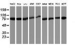 TRAP1 Antibody in Western Blot (WB)