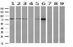 TRAP1 Antibody in Western Blot (WB)