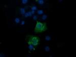 TRAPPC4 Antibody in Immunocytochemistry (ICC/IF)