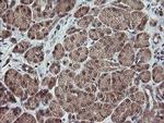 TRAPPC4 Antibody in Immunohistochemistry (Paraffin) (IHC (P))