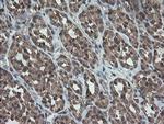 TRAPPC4 Antibody in Immunohistochemistry (Paraffin) (IHC (P))