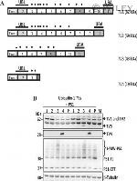 Ubiquilin 2 Antibody in Western Blot (WB)