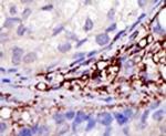 RNF216 Antibody in Immunohistochemistry (IHC)