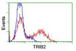 TRIB2 Antibody in Flow Cytometry (Flow)