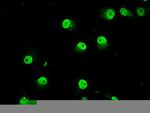 TRIB2 Antibody in Immunocytochemistry (ICC/IF)