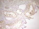 TRIB3 Antibody in Immunohistochemistry (Paraffin) (IHC (P))