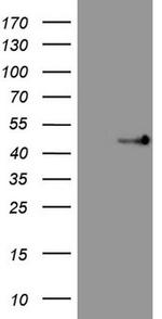 TRIB3 Antibody in Western Blot (WB)