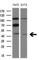 TRIB3 Antibody in Western Blot (WB)