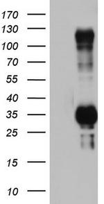 TRIM24 Antibody in Western Blot (WB)