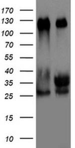 TRIM24 Antibody in Western Blot (WB)