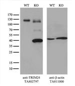 TRIM24 Antibody in Western Blot (WB)