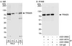 TRIM25 Antibody in Western Blot (WB)