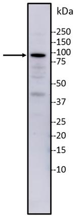 TRIM28 Antibody in Western Blot (WB)