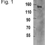 TRIM33 Antibody in Western Blot (WB)