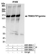 TRIM33/TIF1gamma Antibody in Immunoprecipitation (IP)