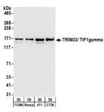 TRIM33/TIF1gamma Antibody in Western Blot (WB)