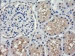 TRIM38 Antibody in Immunohistochemistry (Paraffin) (IHC (P))